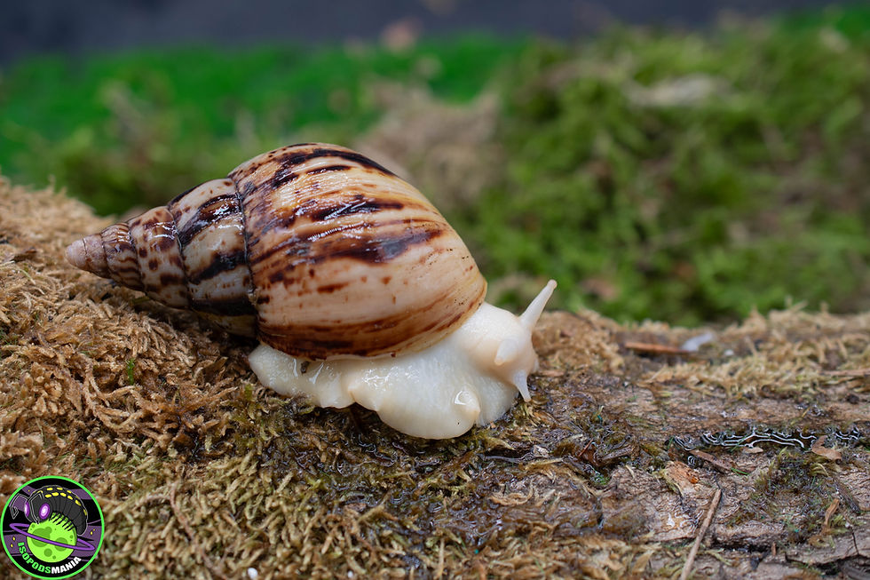 Thumbnail: Lissachatina reticulata ''albinos''