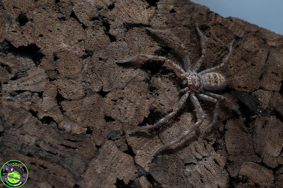 Thumbnail: Holconia murrayensis