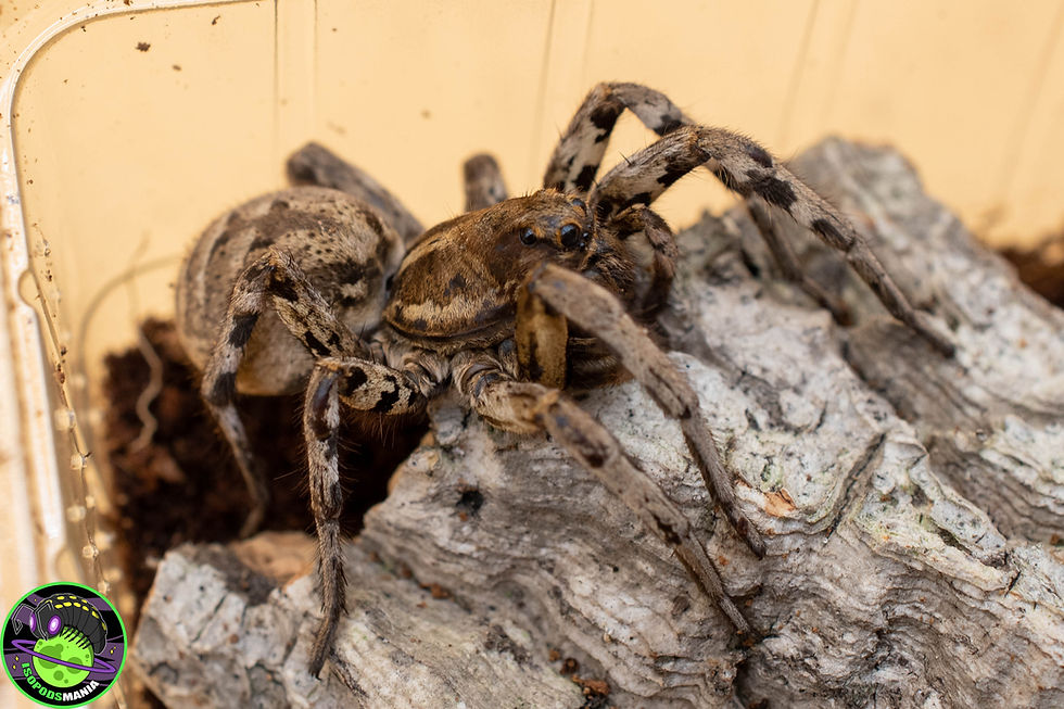 Miniature : Lycosa tarantula