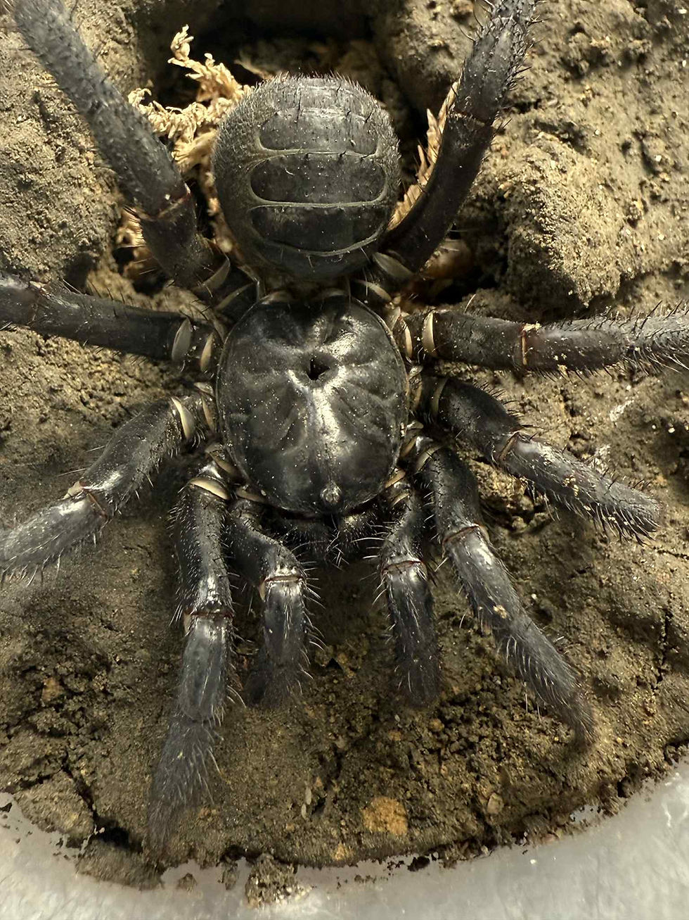 Thumbnail: Liphistius malayanus