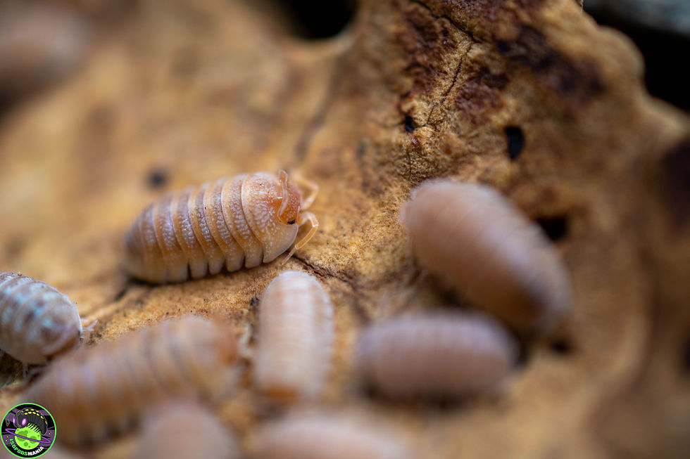 Thumbnail: Armadillidium hauseni lot de 5