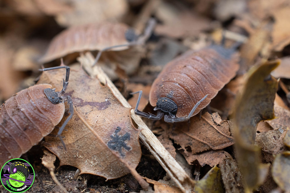 Thumbnail: Porcellio silvestri lot de 5