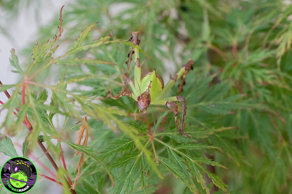 Miniature : Ancylecha fenestrata lot de 4