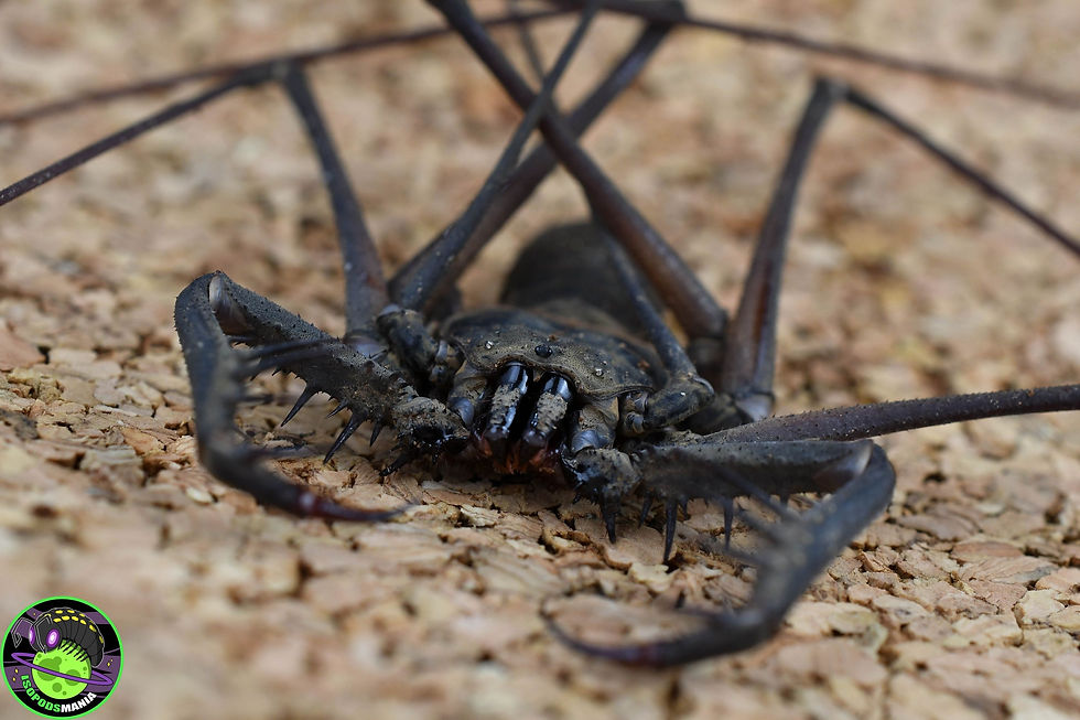 Thumbnail: Catageus sp "Malaysia"