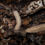 Miniature : Brachycybe sp