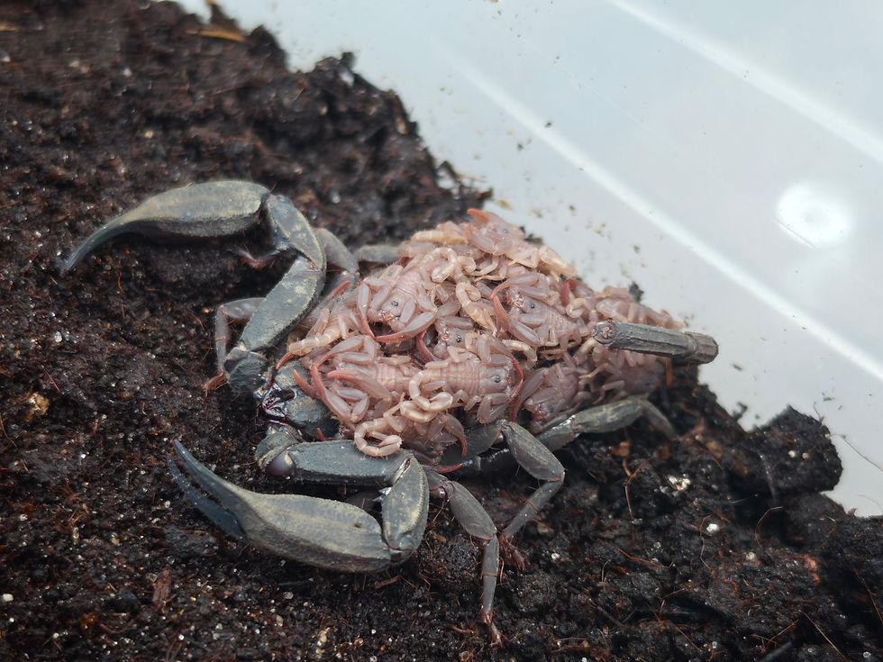 Thumbnail: Scorpiops sp  Chiang Mai