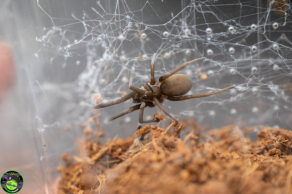 Miniature : Kukulcania hibernalis