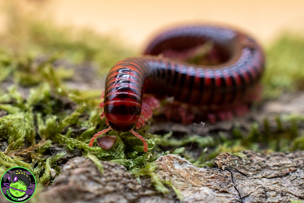 Miniature : Centrobolus fulgidus