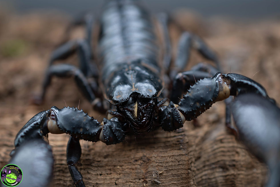 Miniature : Heterometrus silenus