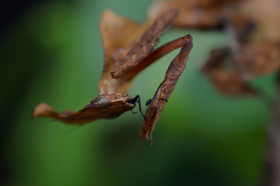 Thumbnail: Phyllocrania paradoxa "pair"