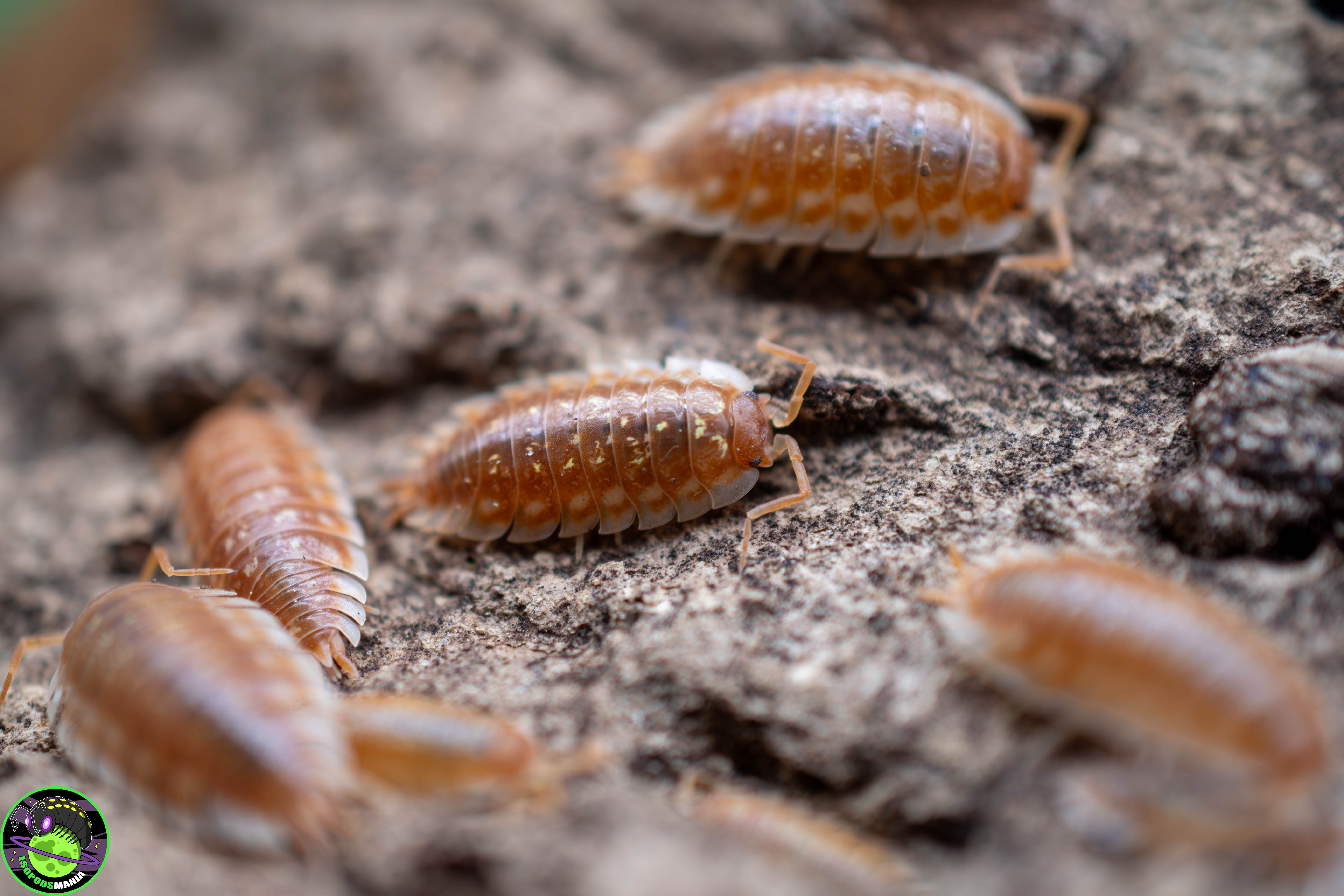 Oniscus asellus "Maple orange" Lot de 5