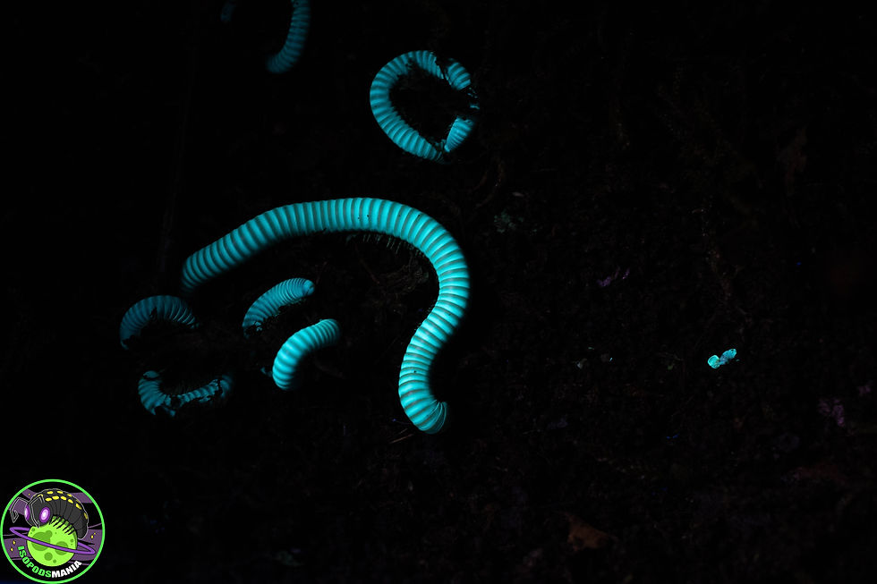 Thumbnail: Benoitolus sp khao sok