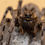 Thumbnail: Lycosa tarantula