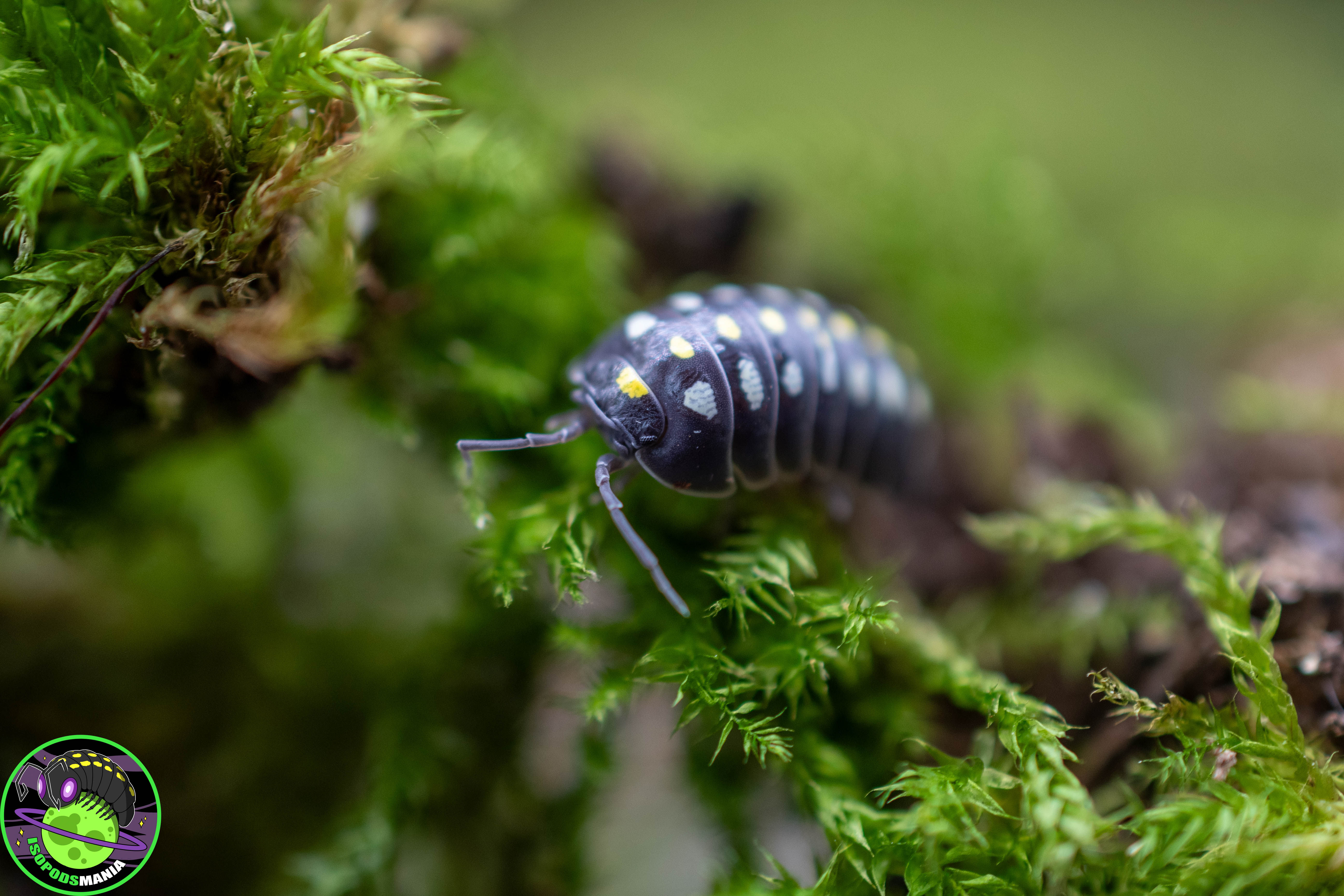 Armadillidium klugii ''Black'' lot de 5