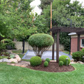 Shape/Structure Shrubs