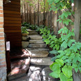 Shade Garden