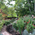 Rose Garden Maintenance / Care