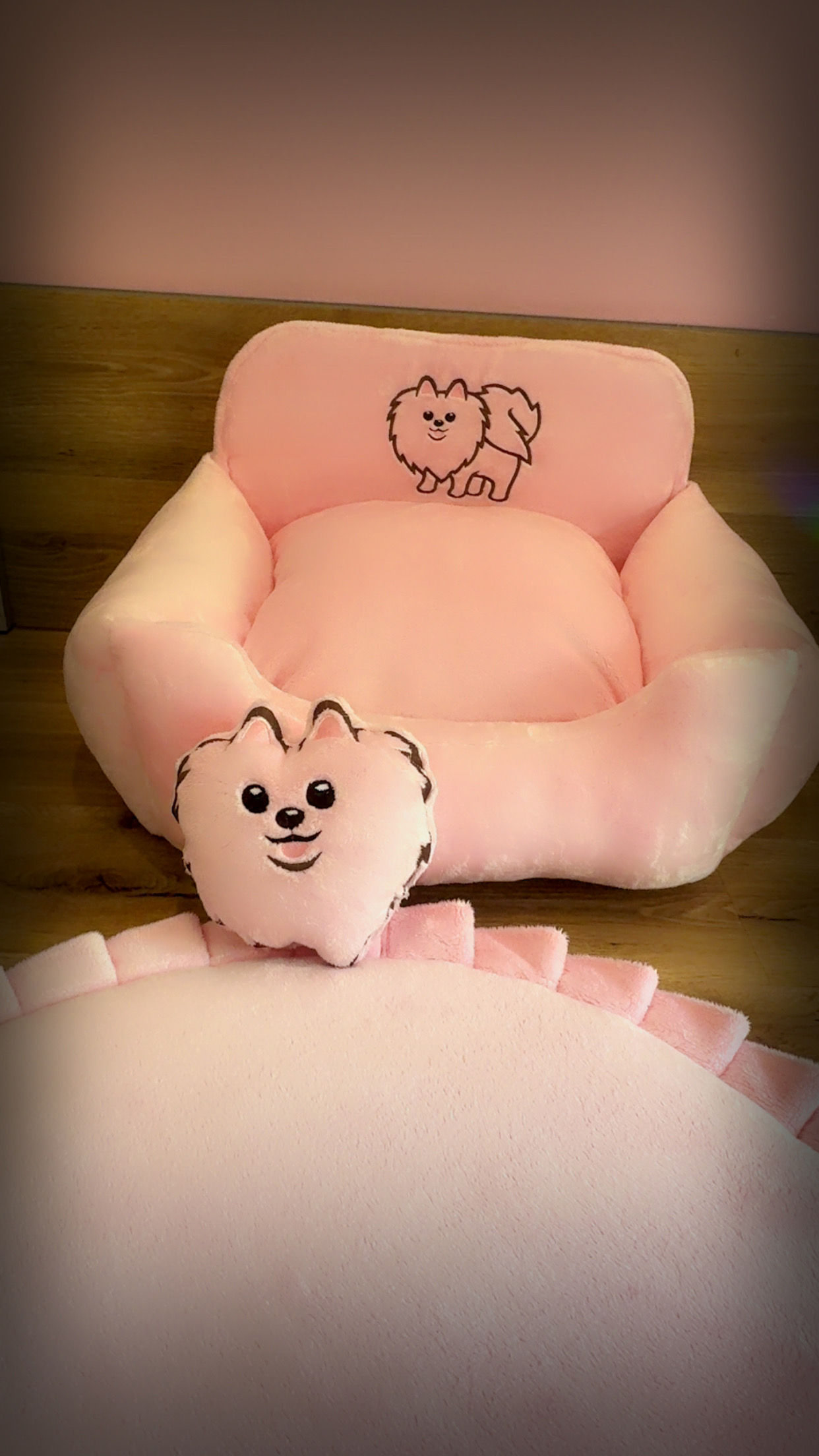 Divan Poméranien rose