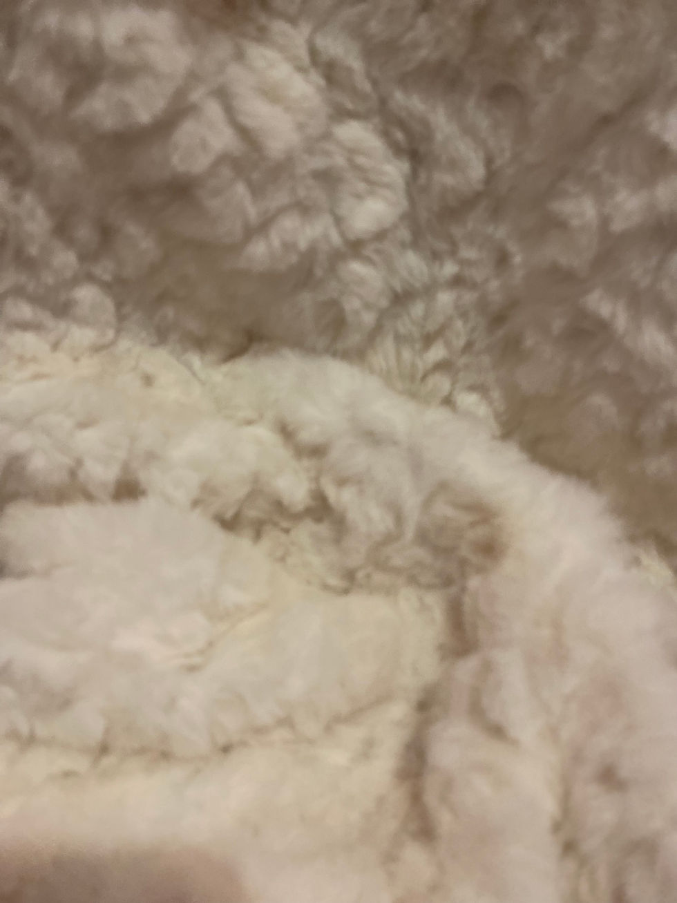 Miniature : Doudou couverture Beige / Choco 