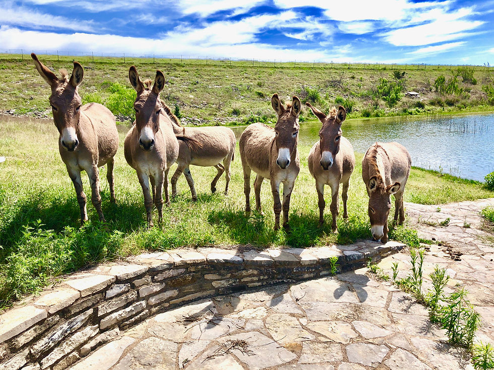 donkeys at a lake