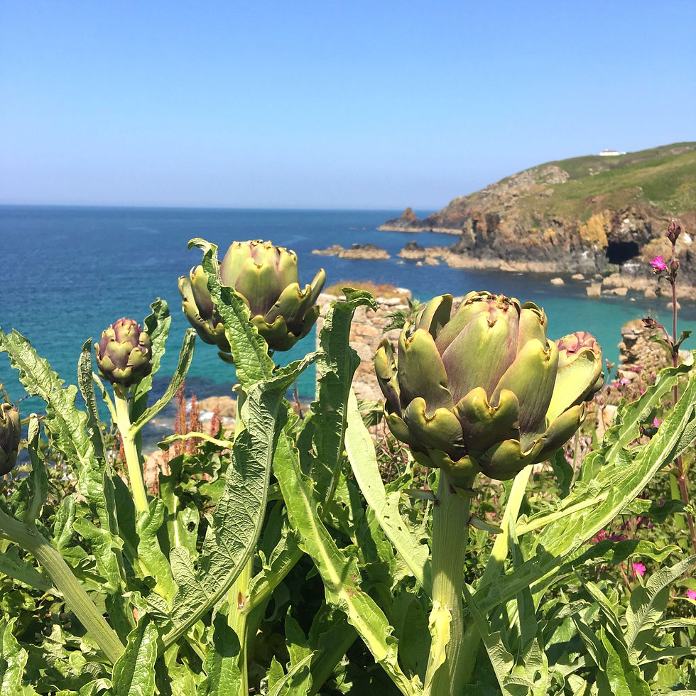 Beautiful artichokes grown in Cornwall, U.K.