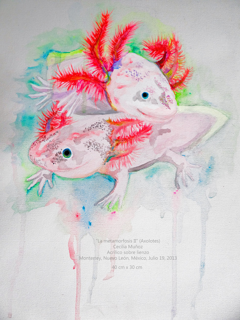 Axolotes-Regeneración