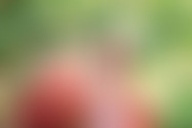 Chicago family photographer, Lilacia Park portraits, 15th birthday photos, fall portrait session, teen birthday photography, outdoor birthday session, autumn photoshoot, milestone birthday photos, family photography Chicago, birthday portraits Illinois, fall teen photos, Lombard IL photographer, birthday photography ideas, portrait session ideas, natural light portraits