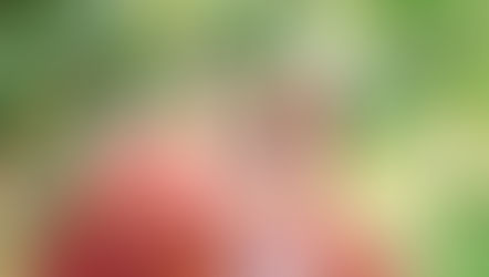 Chicago family photographer, Lilacia Park portraits, 15th birthday photos, fall portrait session, teen birthday photography, outdoor birthday session, autumn photoshoot, milestone birthday photos, family photography Chicago, birthday portraits Illinois, fall teen photos, Lombard IL photographer, birthday photography ideas, portrait session ideas, natural light portraits