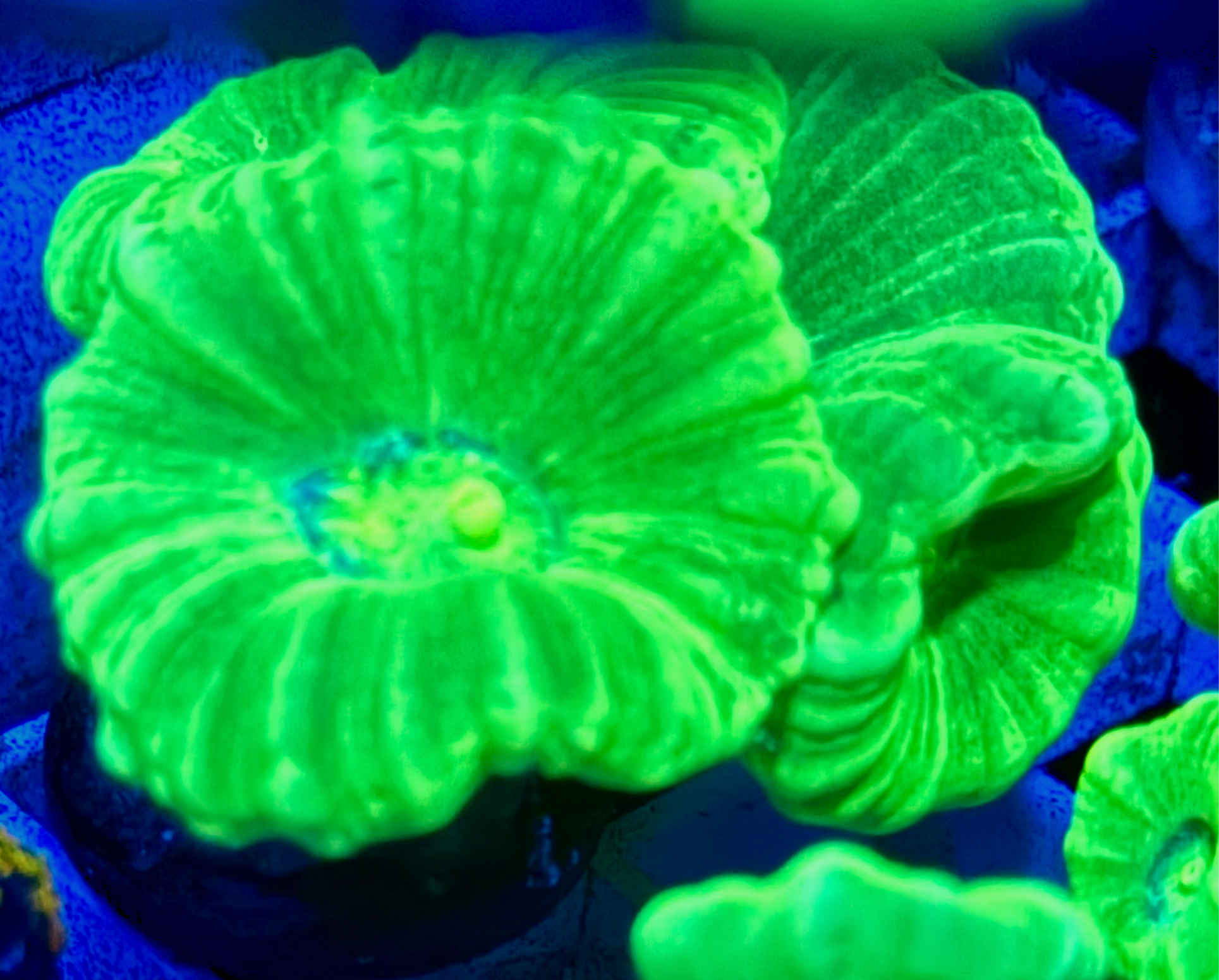 Kryptonite Candy Cane Coral