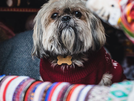 Caring for your dog during the winter months in Dubai