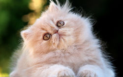 gato