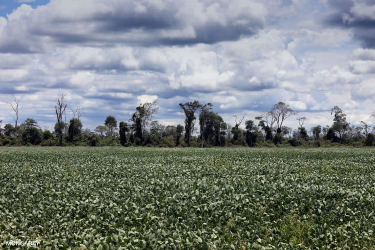 La adjudicación de tierras para uso agrícola se destina a los cultivos de soya en Bolivia. Foto: Rhett A. Butler para Mongabay.