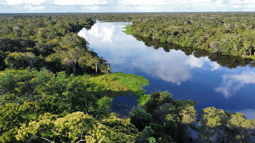 Bosque boliviano y la gran riqueza de biodiversidad que representan. Foto: FAN Bolivia.