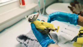 'A Matter of Time': Orphaned Animals in Plano Are Looking for a New Home