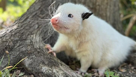 Lake Highlands Advocate: North Texas Wildlife Center facing closure