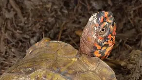 CBS News: North Texas Wildlife Center faces eviction, pleads for help to stay open