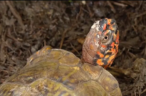 Three-toed box turtle recovering after being hit by a ca