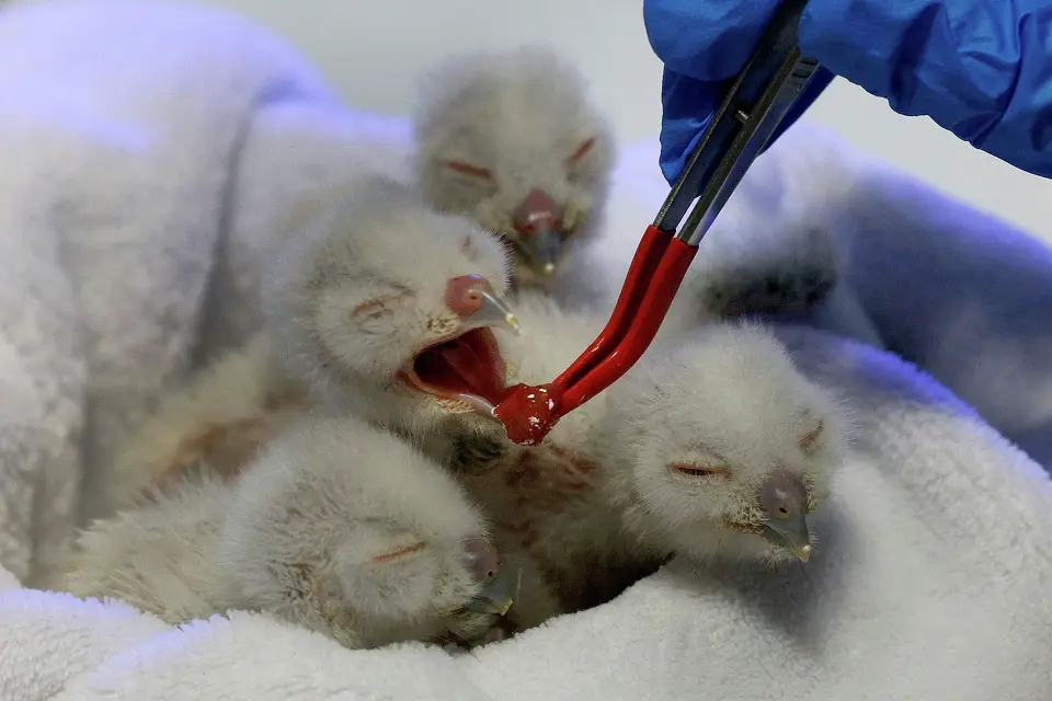 Surge of sick, wounded animals is overwhelming North Texas wildlife rehabilitators