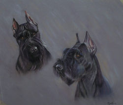 Pug