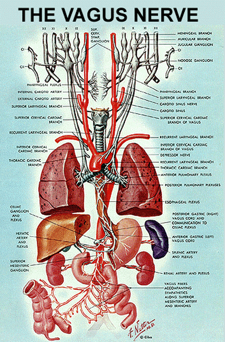 Vagus Nerve.gif