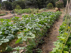 Beans,Hopiblackdyesunflower2