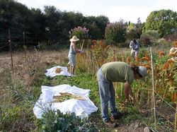 HarvestingQuinoa