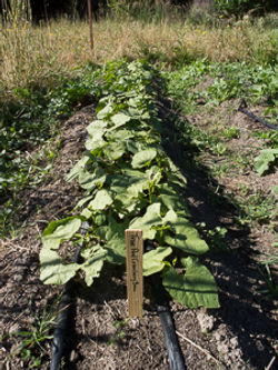 TrueRedCranberryBean