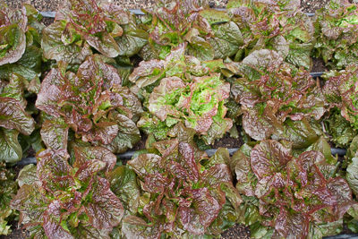 RedRapidsLettuce