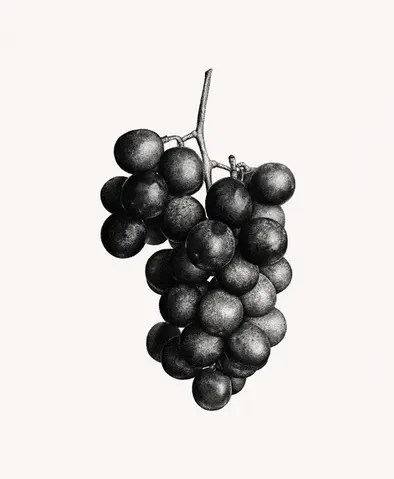 Stippling Ink Drawing of Grapes