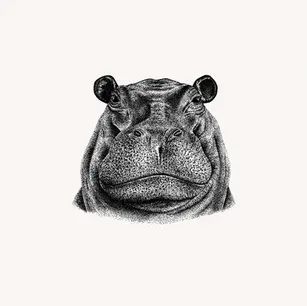 Detailed stippling ink drawing of a hippopotamus by Mariana Pohrebelna