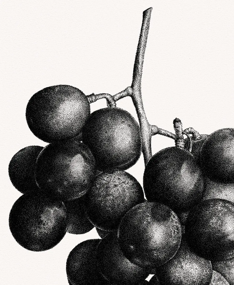 Stippling Ink Drawing of Grapes details, botanical stippling art