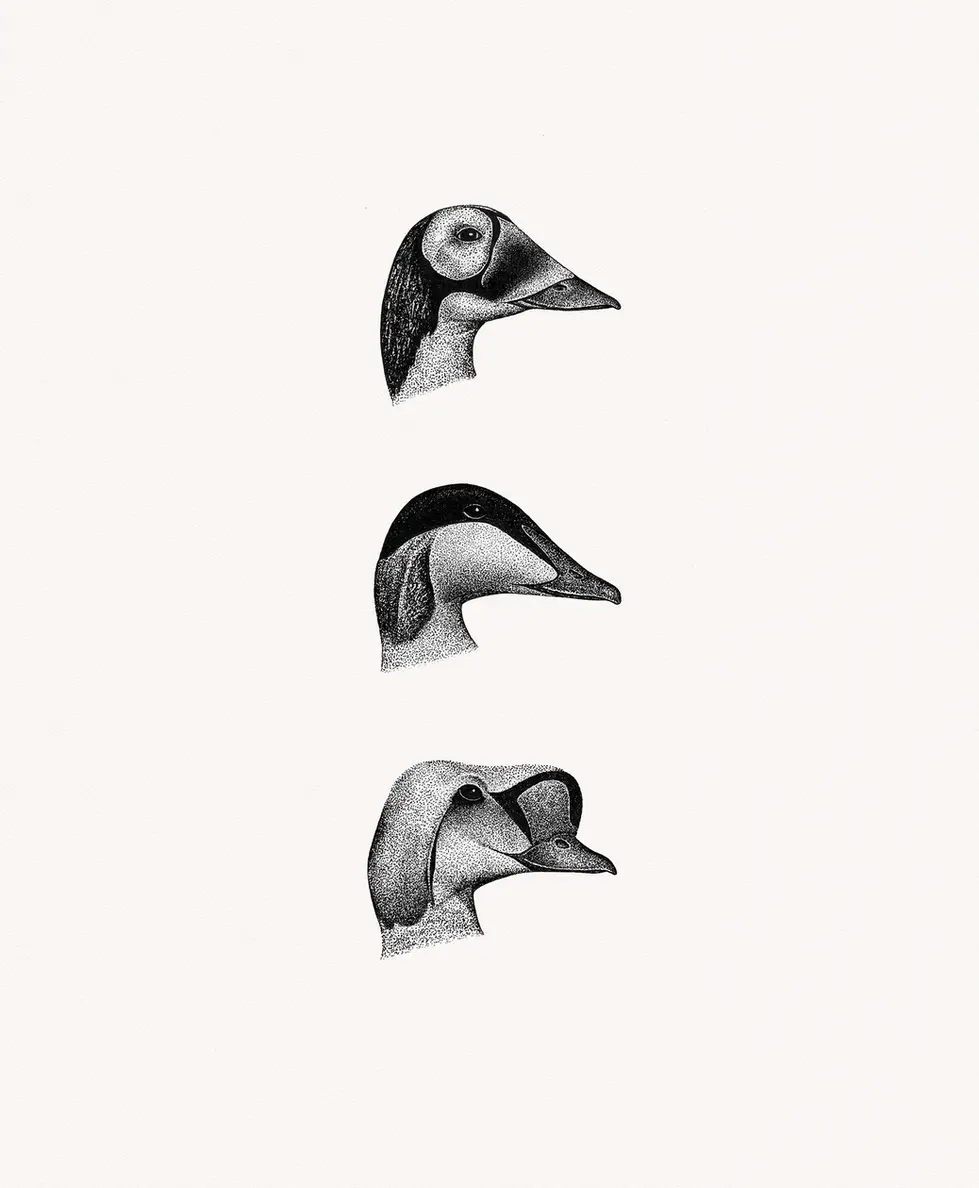 02 Eider.webp