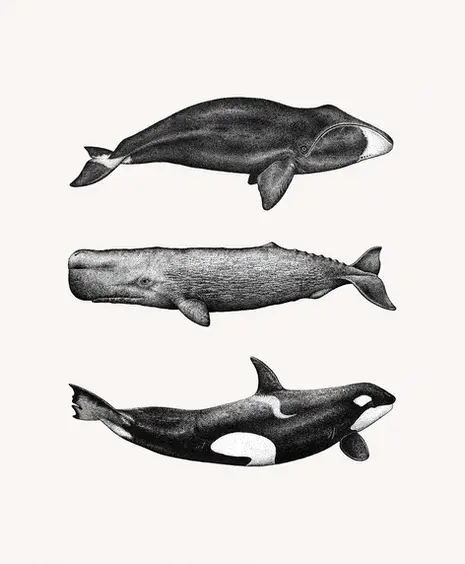 Stippling ink drawing of whales — hand-drawn marine illustration series
