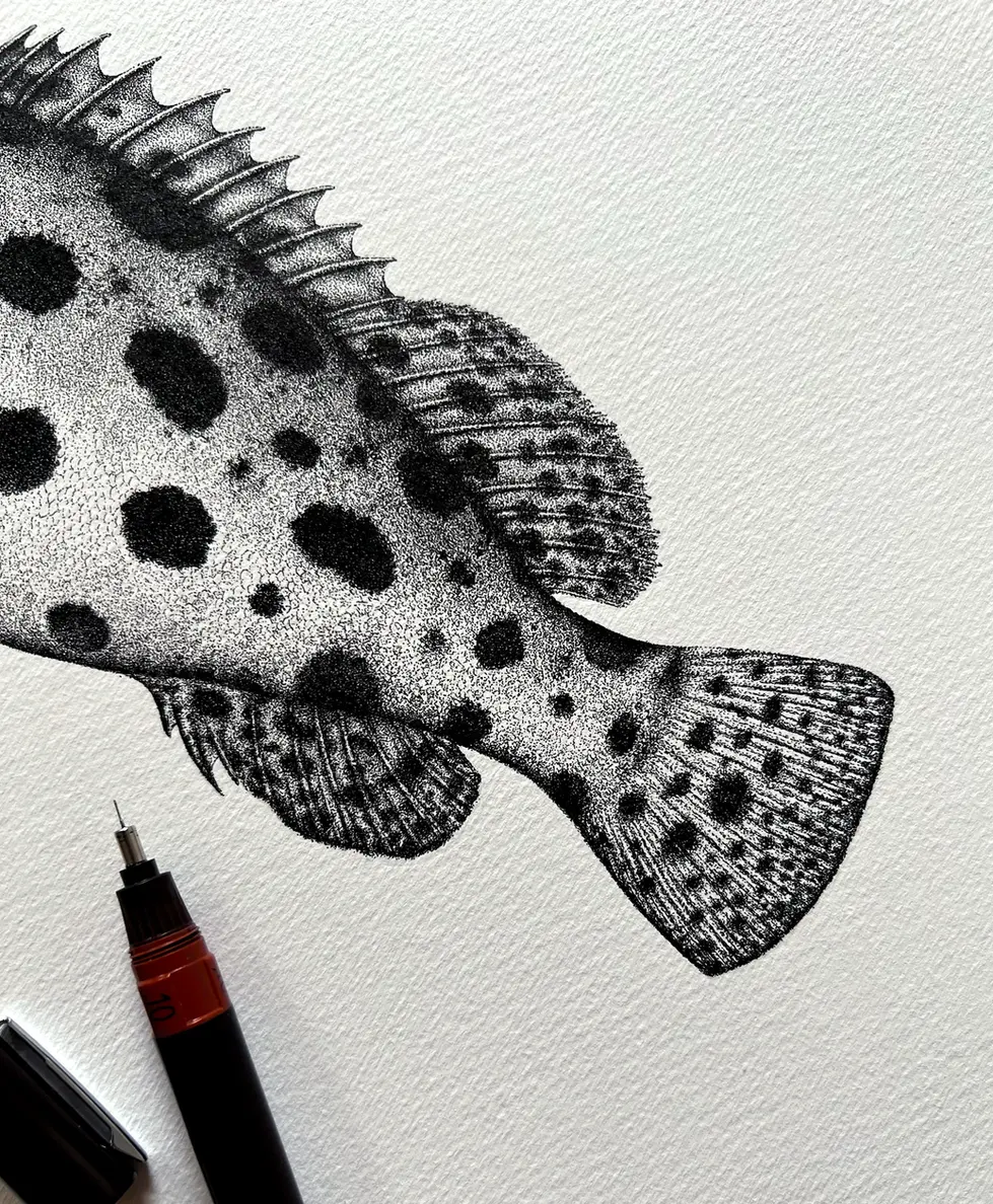 Stippling ink drawing of Potato Grouper - detailed marine life illustration. Black and white marine illustration.